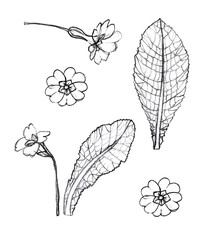 Flower and leaf ot Primula vulgaris. sketch with a pencil. element set of wild grass for design