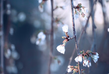 Branches Of A Lush Blossoming Flower In Early Spring. A Gentle Photo With A Soft Focus. Beautiful Gentle Background Cold Tones