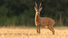 Side View Of A Roe Deer, Capreolus Capreolus, Buck With Large Antlers Looking Into Camera In Morning. Male Mammal With Brown Fur Illuminated By Morning Sun On Agricultural Field.