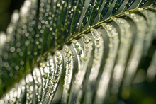 Close Up Of A Palm Tree Leaves With Rain Drops All Over It