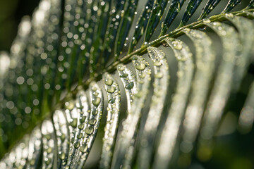 Close up of a palm tree leaves with rain drops all over it