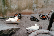 Different Spieces Of Birds Resting Together On The Ground.