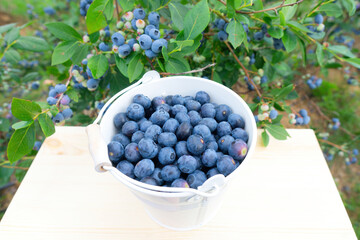 Sticker - White bucket of blueberries under a bush