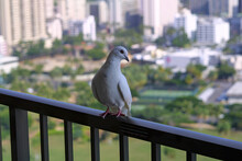 White Dove Perched On A Balcony Over A Skyline View