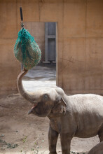 Vertical Shot Of A Cute Elephant Eating Hay From A Bag Hanging From The Ceiling In A Barn