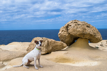 Sticker - A fox terrier and pointer mix dog, posing next to a mushroom shaped rock or rock pedestal, Malta