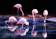 Flock Of Flamingoes On Calm Shallow Water With Reflection On The Surface