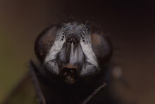 Macro Shot Of A Fly Insect Face