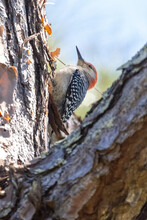 Selective Of A Red-bellied Woodpecker (Melanerpes Carolinus) On A Tree