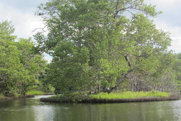 Canvas Print - Closeup shot of growing vegetation and calm lake in a forest