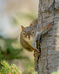 Wall Mural - Beautiful shot of a cute squirrel on a tree