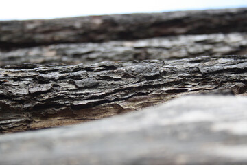 Selective focus closeup of the rough tree trunk surface