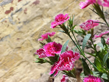 Closeup Shot Of Rainbow Pink Dianthus Flowers Blooming In The Garden