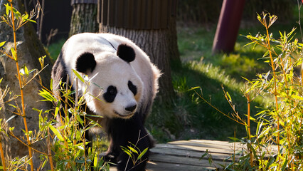 Wall Mural - Cute giant panda bear walking