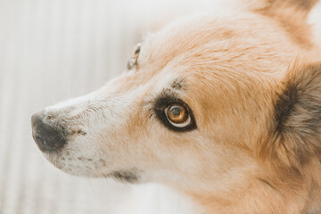 Wall Mural - Close-up of a dog looking up with an understanding look