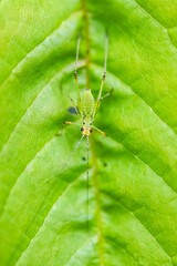 Sticker - southern sickle bush-cricket, grasshopper 