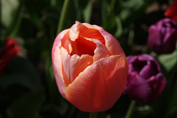Wall Mural - a half-open tulip flower on a blurry background. selective focus. classic tulip flower shape, top vi