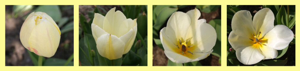 Wall Mural - a collage of photos of the four stages of the opening of a pale yellow tulip flower. blurred backgro
