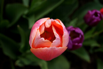 Wall Mural - a half-open tulip flower on a blurry background. selective focus. classic tulip flower shape, top vi