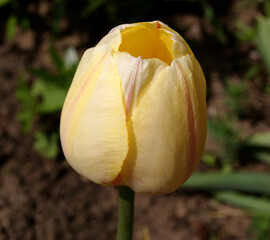 Wall Mural - a half-open tulip flower on a blurry background. selective focus. classic tulip flower shape, top vi
