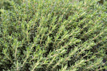 Green Lemon Thyme ( Thymus Citriodorus ) Plant, Close Up Macro. Aromatic Seasoning Cooking Ingredient. Thyme Herb Growing In Garden. Organic Herbs Green Thyme Plant.
