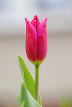 A Red Tulip Blossom Outside On A Stem.
