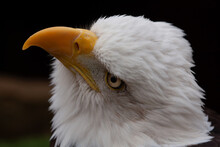 Portrait Of A Bald Eagle