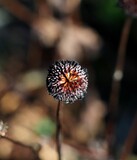 Fototapeta Dmuchawce - Czarno brązowy kwiat