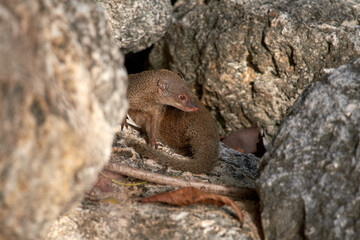 Wall Mural - Shallow focus shot of an Indian brown mongoose sitting among big rocks on a sunny day