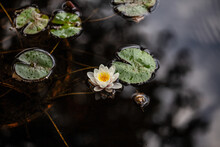 Top View Of A White Lotus Flower And Lily Pads In The Pond