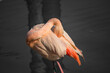 Closeup of a greater flamingo scratching itself in the water