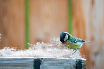 Wall Mural - a titmouse, parus major, is collect dog hairs for the nest building at a spring day 