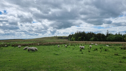 Poster - Beautiful shot of a green field with sheep grazing under a blue sky with clouds