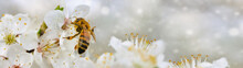 Springtime Flowering Branches And A Bee With Copy Space Banner