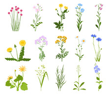 Set Of Various Wild Flowers And Herbs. Vector Illustration On A White Background