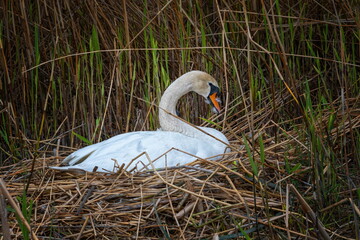 Wall Mural - Mute swan brooding its nest by springtime