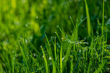 Wall Mural - Drops of morning dew on meadow grass.