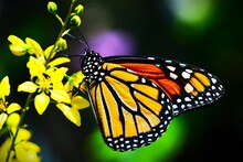 Monarch Butterfly On Yellow Flower