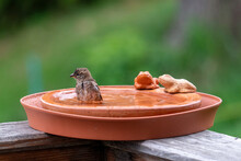 A Sparrow Is Bathing And Splashing With Water In A Bird Bath 