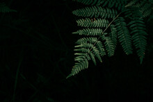 Fern Leaves On A Dark Background. Background Photo Of Plants. Poster On The Wall In Green Tones. Details Of The Leaves Of A Black Tree Fern On A Dark Background Macro Photography Of Green Fern Petals.