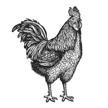 Rooster Or Cockerel Sketch. Hand Drawn Farm Animal. Cock Vintage Engraving Vector Illustration
