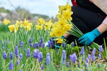 Close-up Of Woman's Hands With Secateurs Cutting Flowers Of Yellow Narcissus In Spring Flower Bed