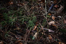 Wet Forest Floor With Pine Needles As A Close Up