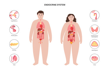 Wall Mural - Human endocrine system