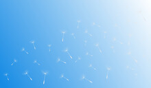 Vector Illustration Of Dandelion Time. White Beautiful Dandelion Seeds Blowing In The Wind. The Wind Inflates A Dandelion Isolated In Editable Blue Sky Background.