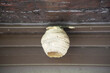 close-up of a primary vespa velutina nest installed in the beam of a house