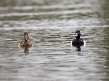 Male And Female Ring-necked Ducks Swimming On Pond In Spring