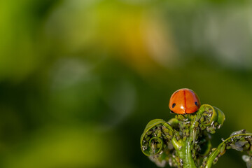 Wall Mural - Natural pest control: Rear view of a ladybug on a sprout of green leaves full of aphids