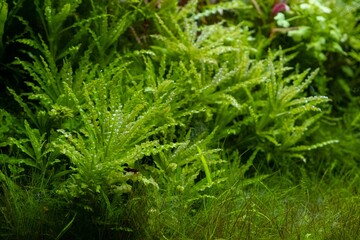 green aquatic plants grow in freshwater ryoboku aquascape, clean Amano style planted pro aquadesign, vivid colors in bright LED light, professional aquarium care, shallow dof, explore and research