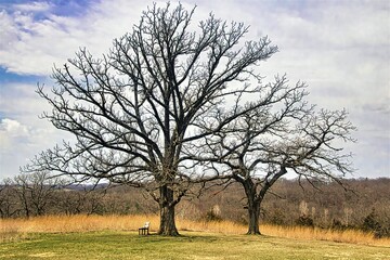 Beneath the blue sky and white clouds of a Spring day, a lone, unoccupied bench sits beneath two bare trees along a portion of the Ice Age Trail on a bluff overlooking the countryside.